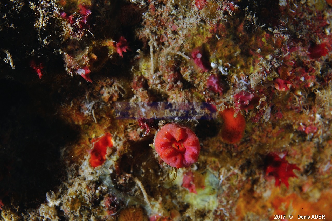Dendrophyllia sp-Safaga Middle reef-11m-20171124-Denis-ADER-DSC_3868_tn.jpg